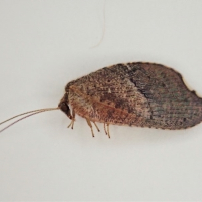 Drepanacra binocula