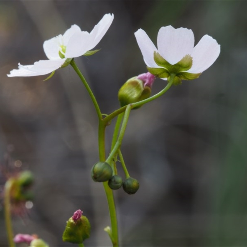 Drosera auriculata