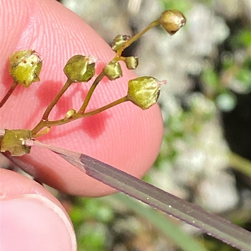 Drosera auriculata