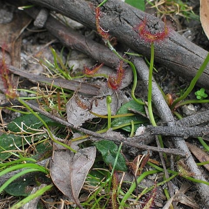 Drosera binata