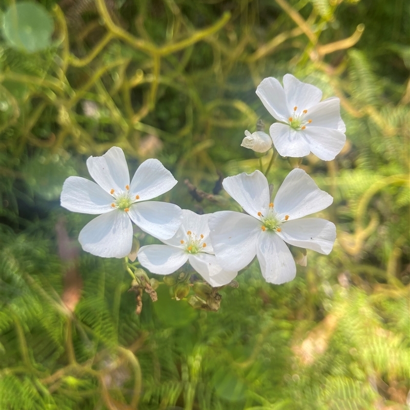 Drosera binata