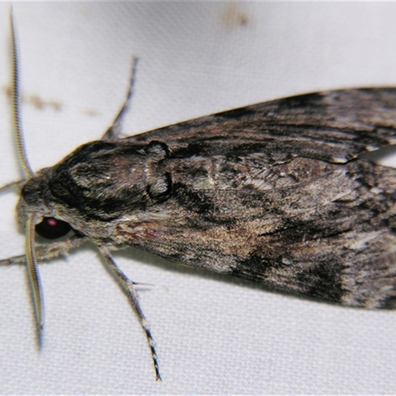 Agrius godarti