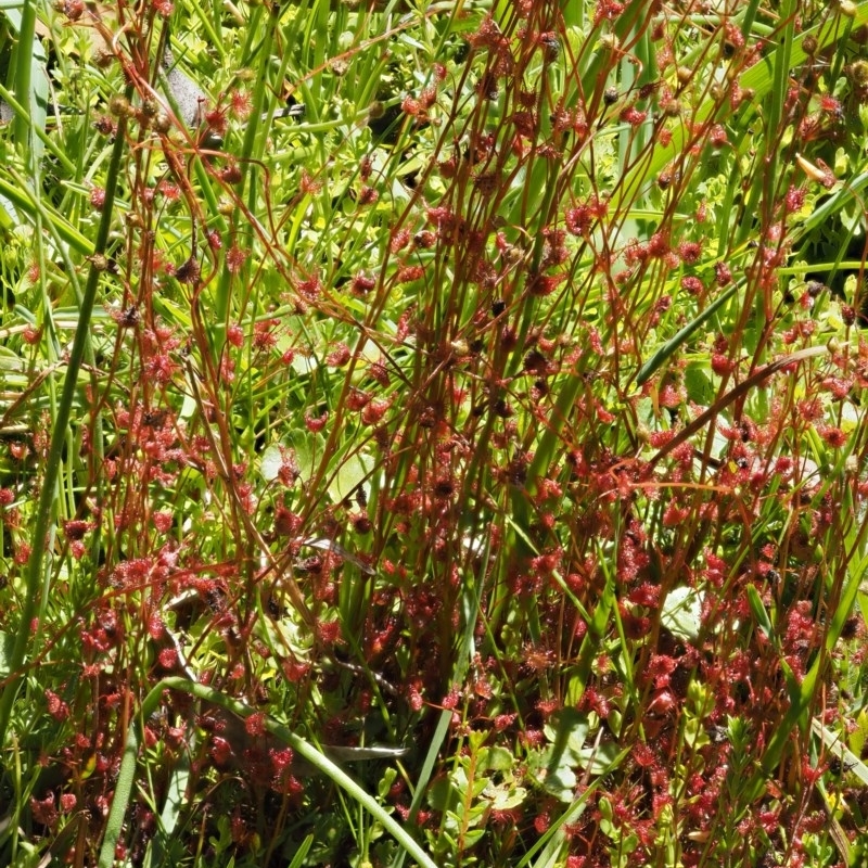 Drosera peltata