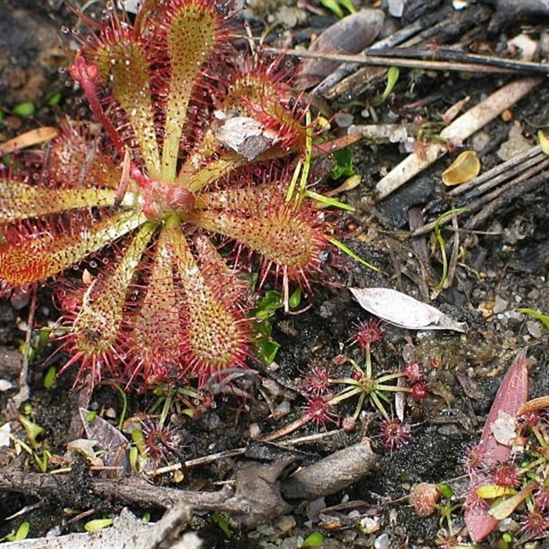 Drosera pygmaea