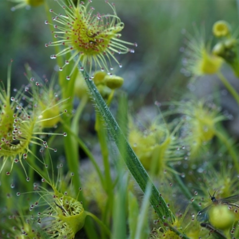 Drosera sp.