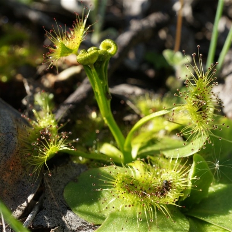 Drosera sp.