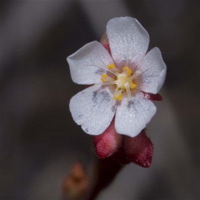 Drosera spatulata