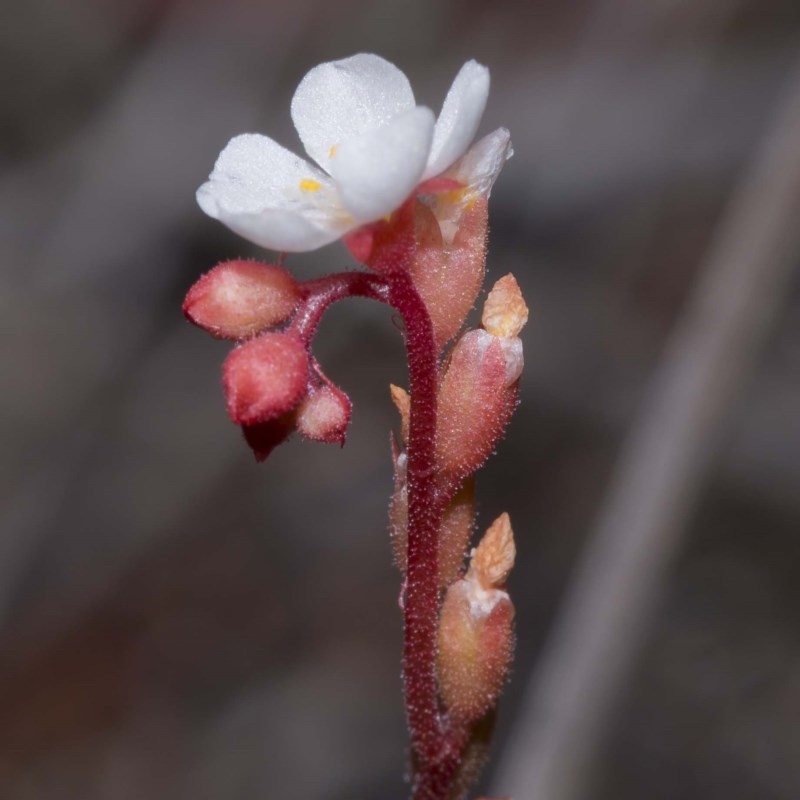 Drosera spatulata