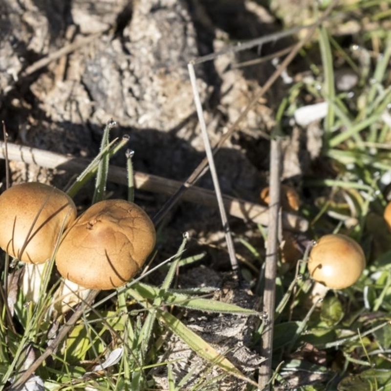 Agrocybe praecox group