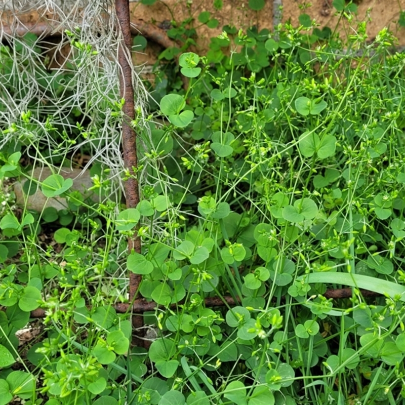 Drymaria cordata subsp. cordata