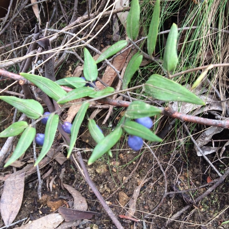 Drymophila cyanocarpa