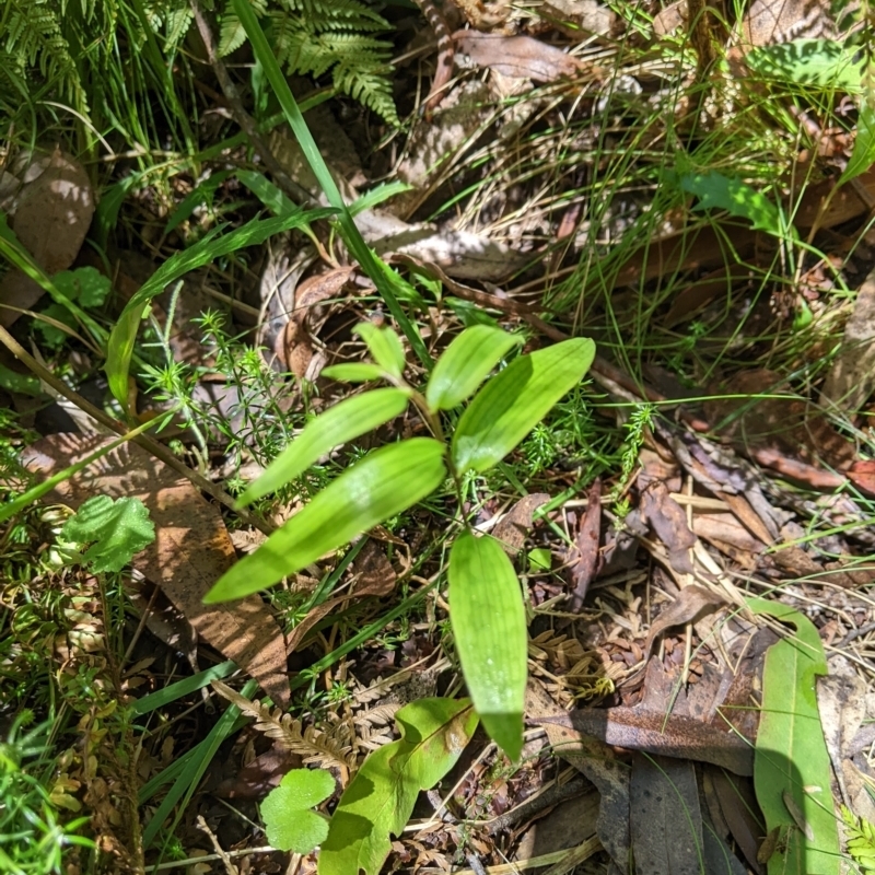 Drymophila cyanocarpa