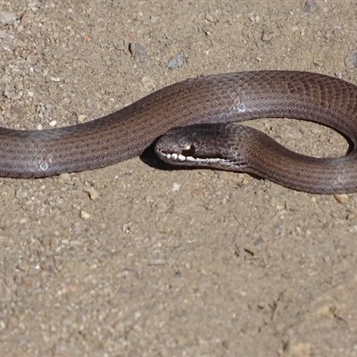 white stripe on upper lip bordered above by black line