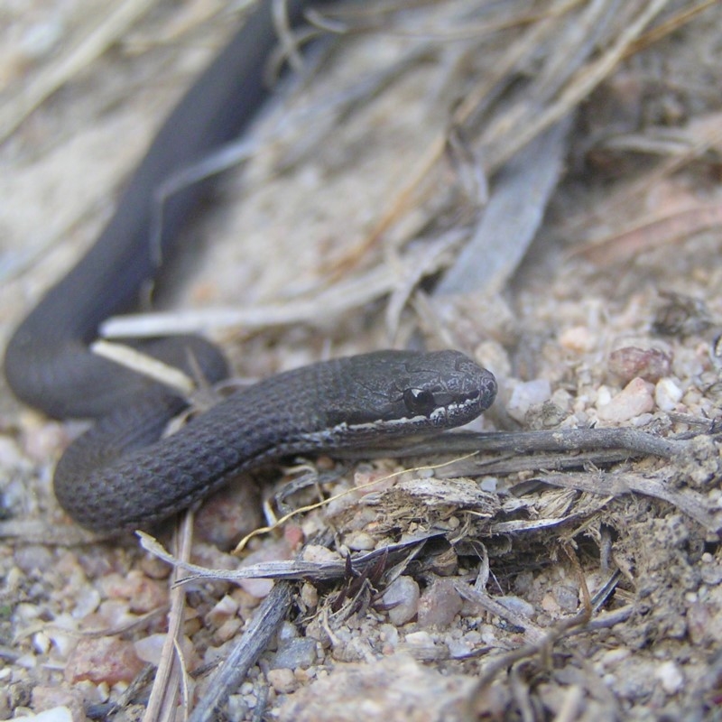 Drysdalia coronoides