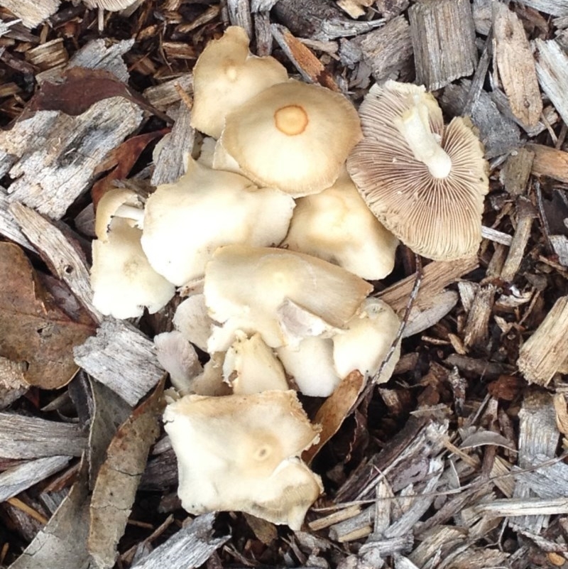 Agrocybe sp.