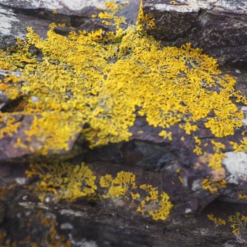 Dufourea sp. (genus)