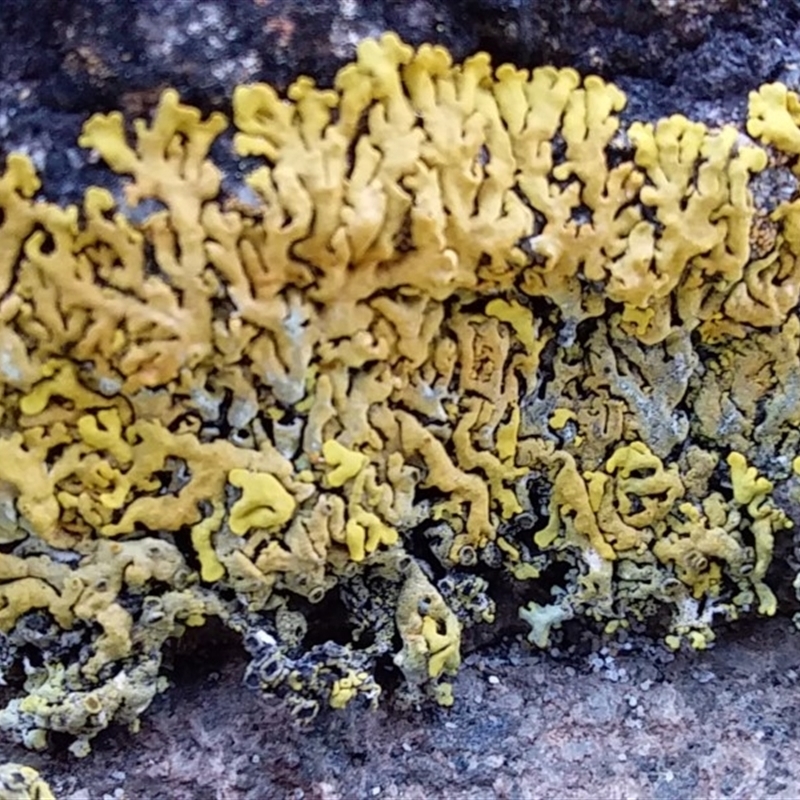 Dufourea sp. (genus)