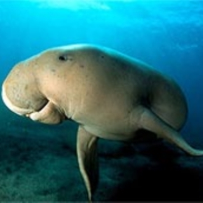 Dugong dugon