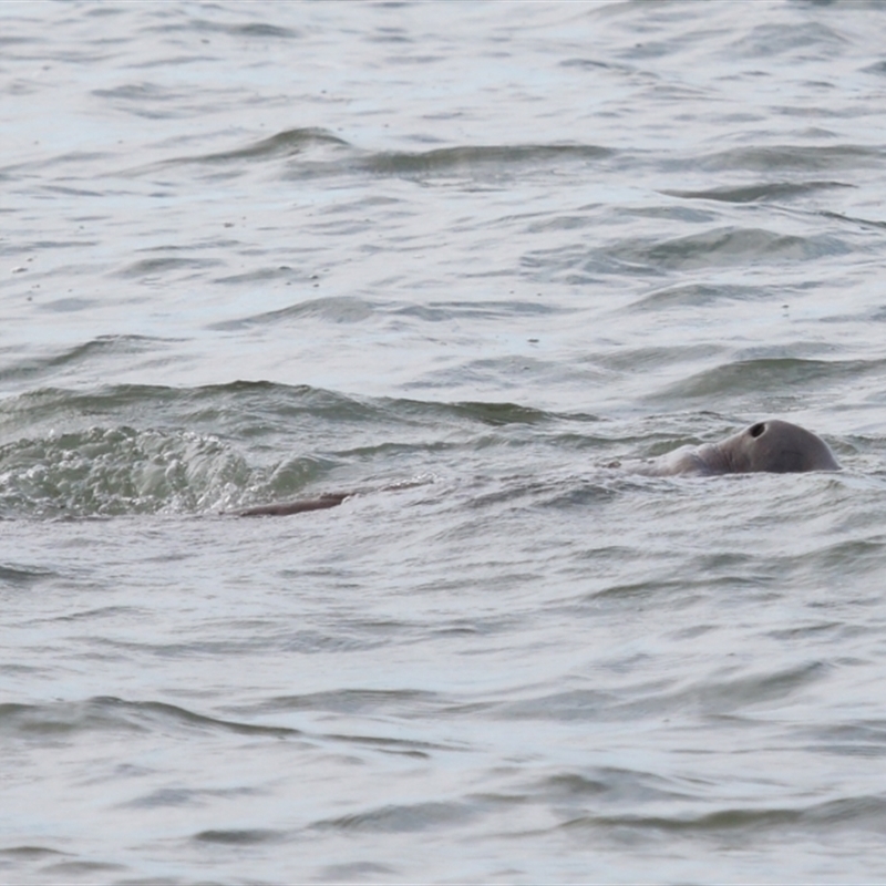 Dugong dugon