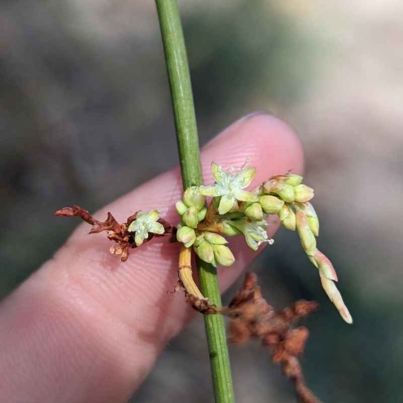 Duma florulenta