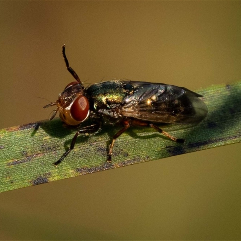 Duomyia sp. (genus)