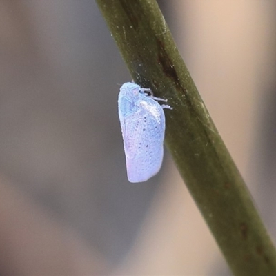 Dworena hyacintha