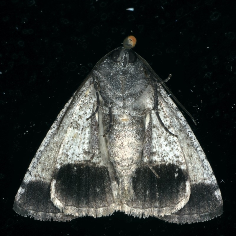 Male underside