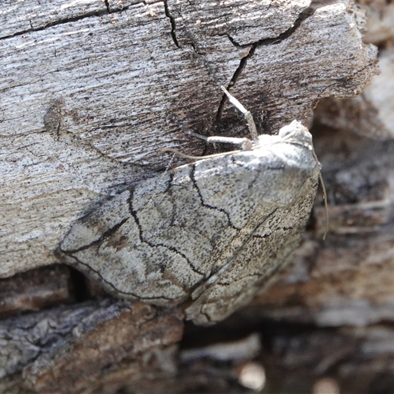 Dysbatus stenodesma