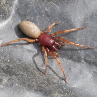 Dysdera crocata