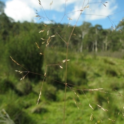 Agrostis bettyae