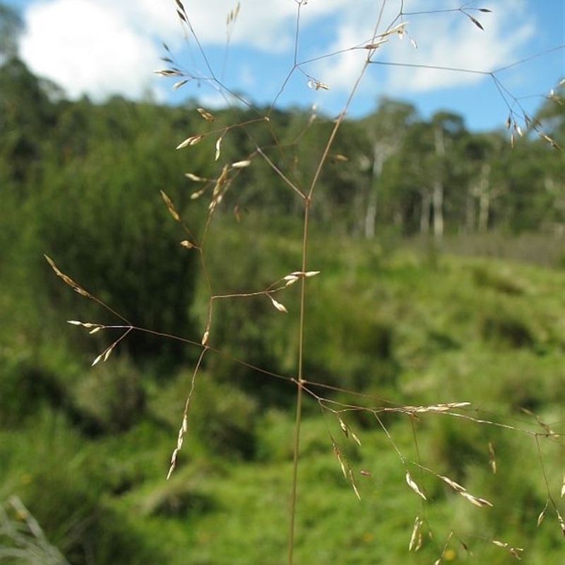 Agrostis bettyae