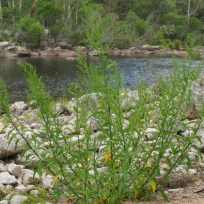 Jackie Miles, Brogo River