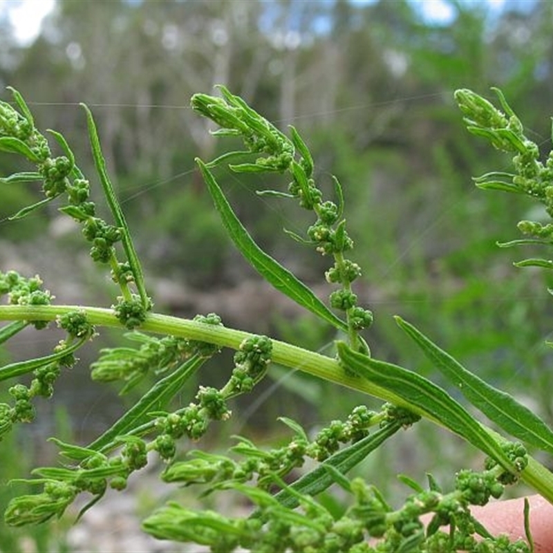 Dysphania ambrosioides