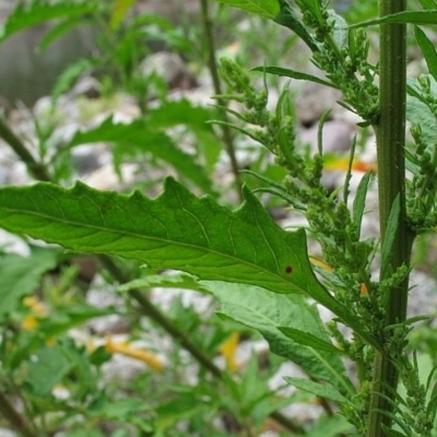 Dysphania ambrosioides