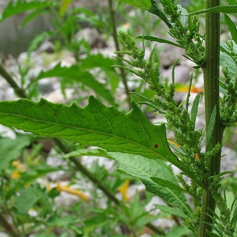 Dysphania ambrosioides