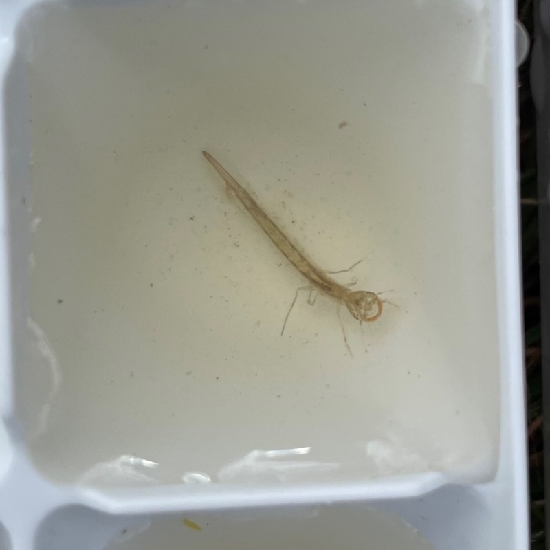 Dytiscidae (family)