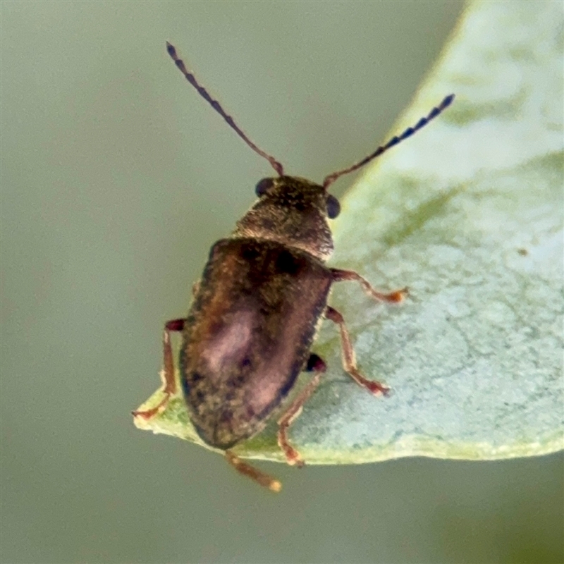 Eboo sp. (genus)