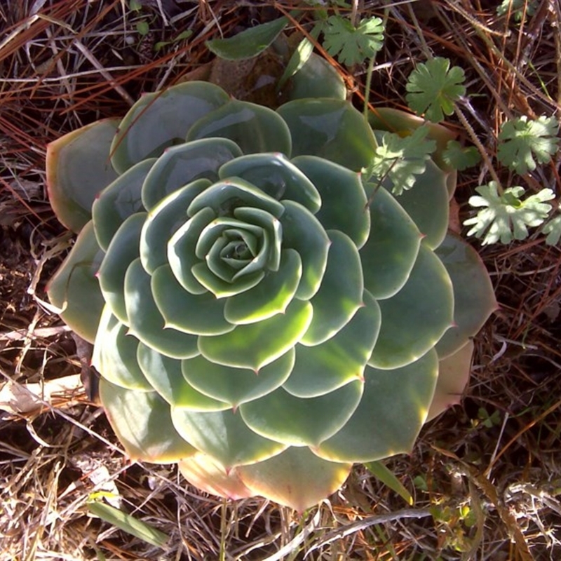 Echeveria sp.