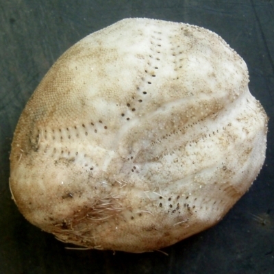 Echinocardium cordatum