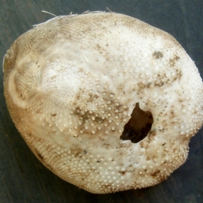 Echinocardium cordatum