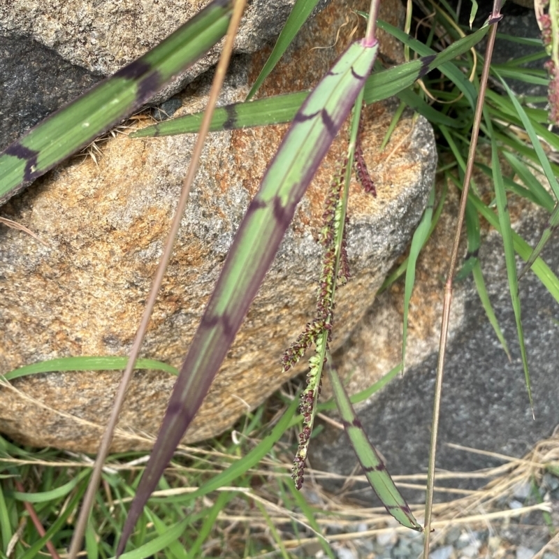 Echinochloa colona