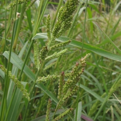 Echinochloa crus-galli