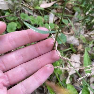 Echinopogon caespitosus