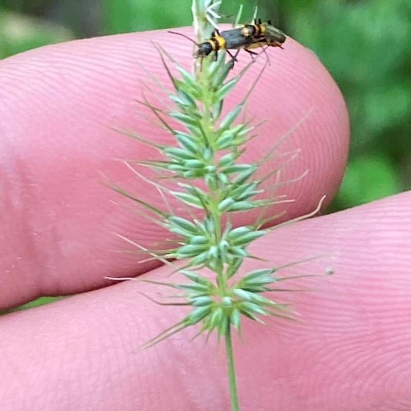 Echinopogon caespitosus var. caespitosus