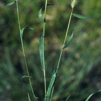 Echinopogon cheelii