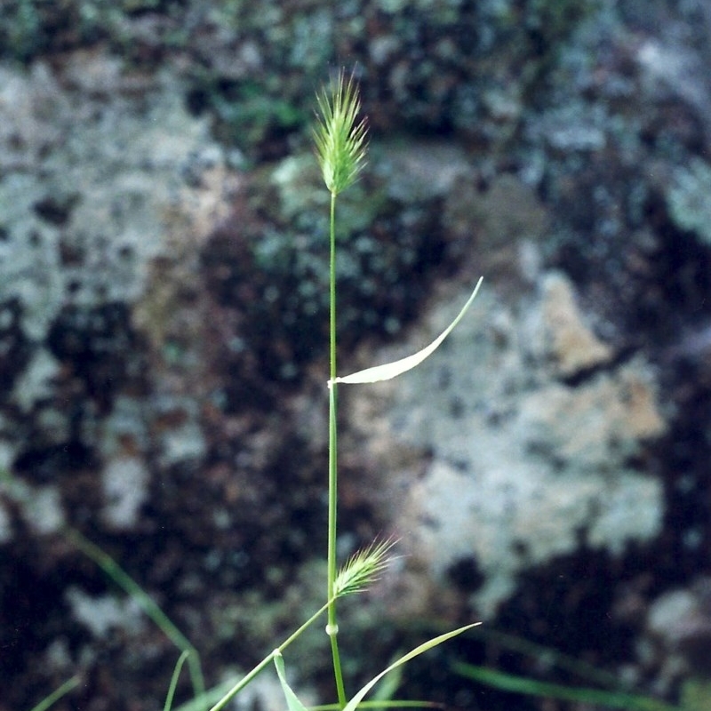 Echinopogon ovatus