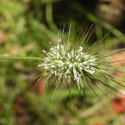 Echinopogon sp.