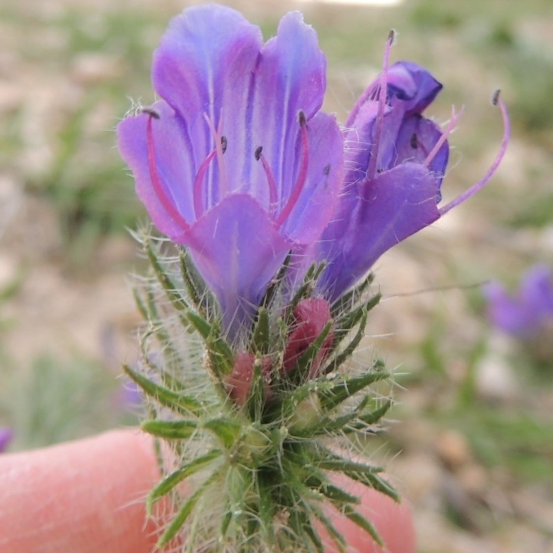 Echium plantagineum