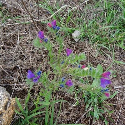 Echium sp.