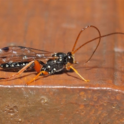 MALE